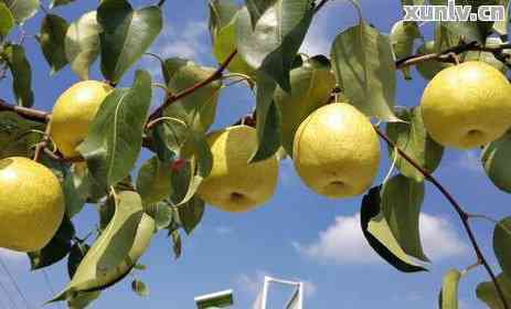 安徽普洱茶叶 品味徽风皖韵中的别样陈香